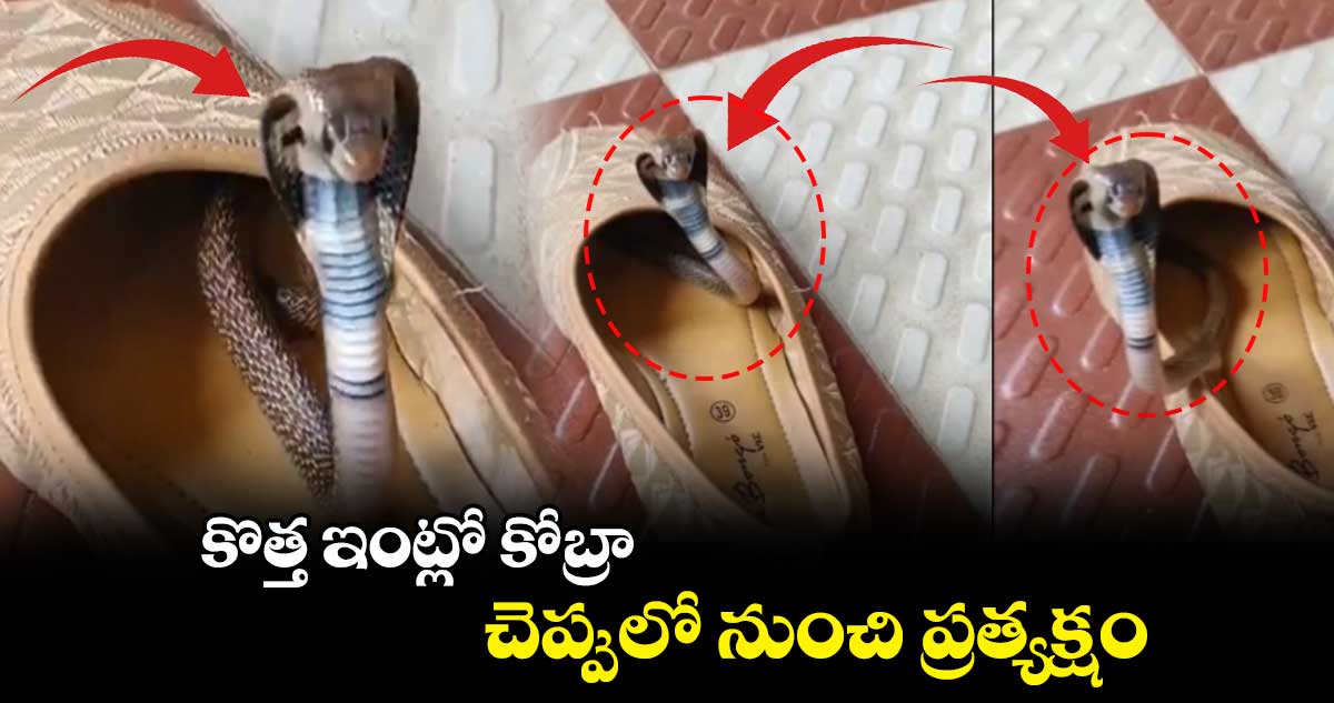 కొత్త ఇంట్లో కోబ్రా.. చెప్పులో నుంచి ప్రత్యక్షం