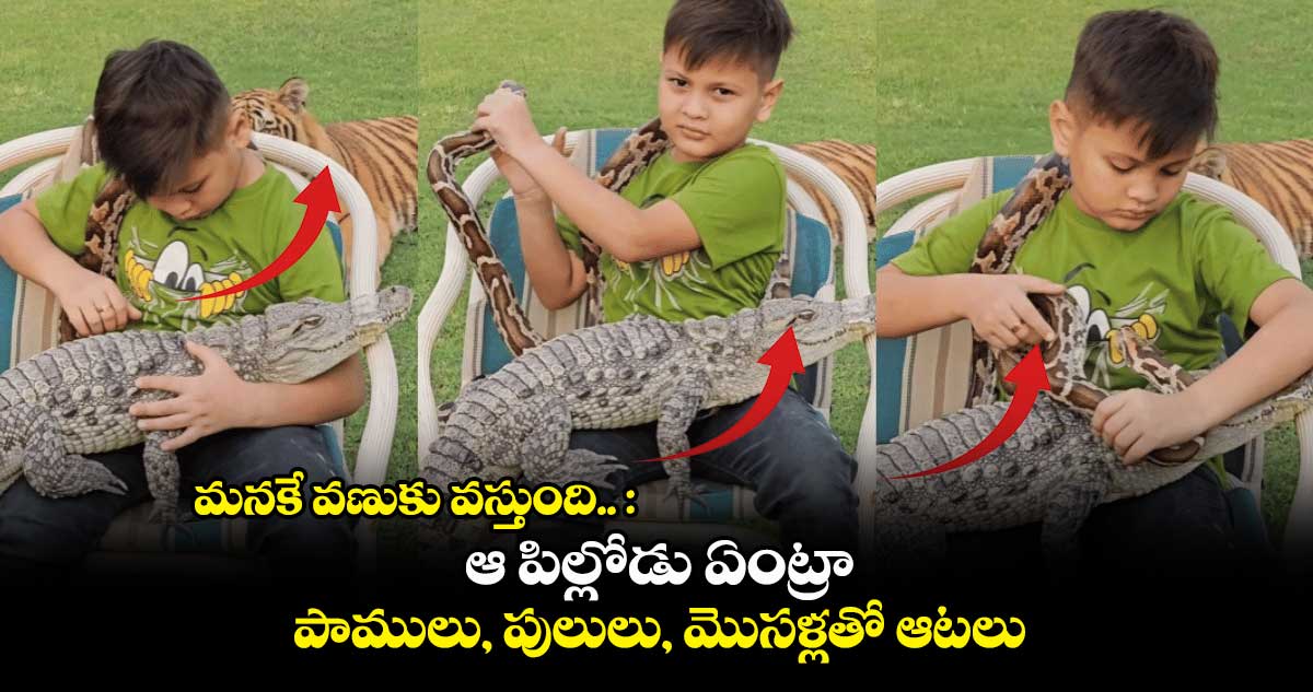 మనకే వణుకు వస్తుంది.. : ఆ పిల్లోడు ఏంట్రా.. పాములు, పులులు, మొసళ్లతో ఆటలు
