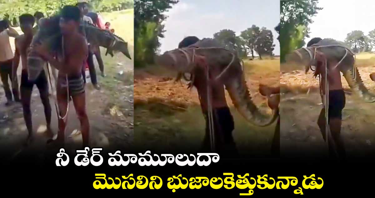 నీ డేర్ మామూలుదా : మొసలిని భుజాలకెత్తుకున్నాడు