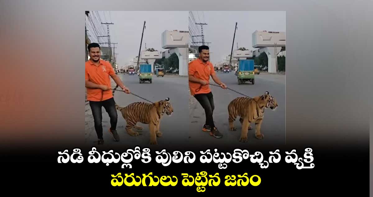 పులితో గేమ్సా: నడి వీధుల్లోకి పులిని పట్టుకొచ్చిన వ్యక్తి.. పరుగులు పెట్టిన జనం 