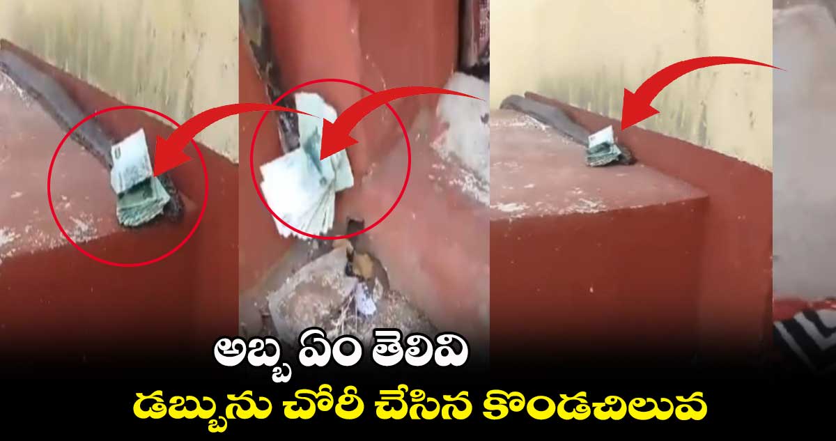 అబ్బ ఏం తెలివి... డబ్బును చోరీ చేసిన కొండచిలువ..