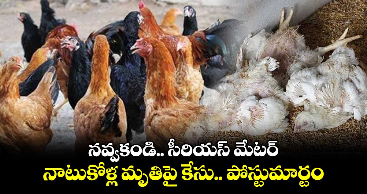 నవ్వకండి.. సీరియస్ మేటర్ : నాటుకోళ్ల మృతిపై కేసు.. పోస్టుమార్టం