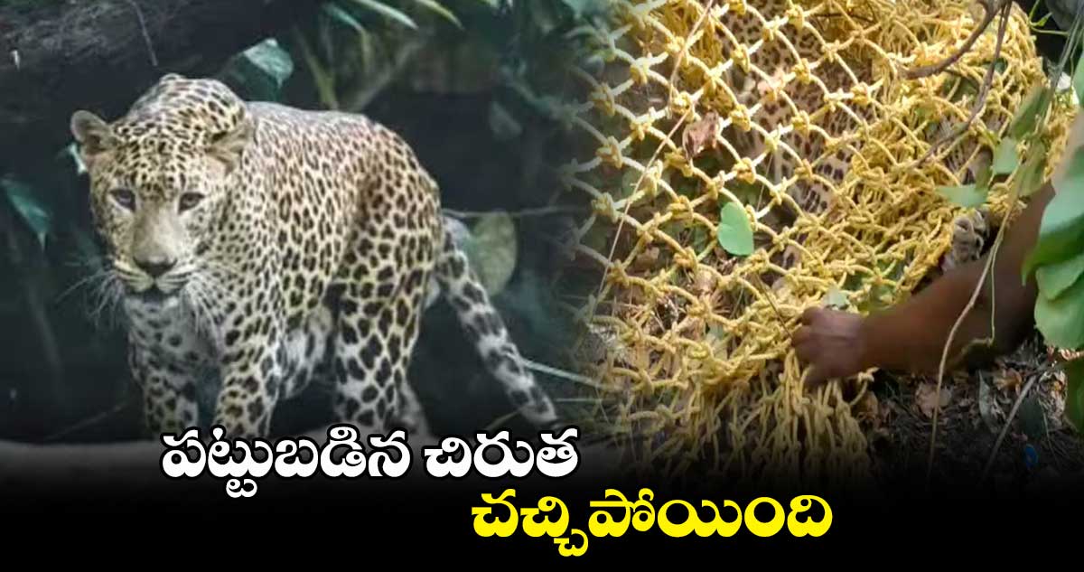 పట్టుబడిన చిరుత చచ్చిపోయింది