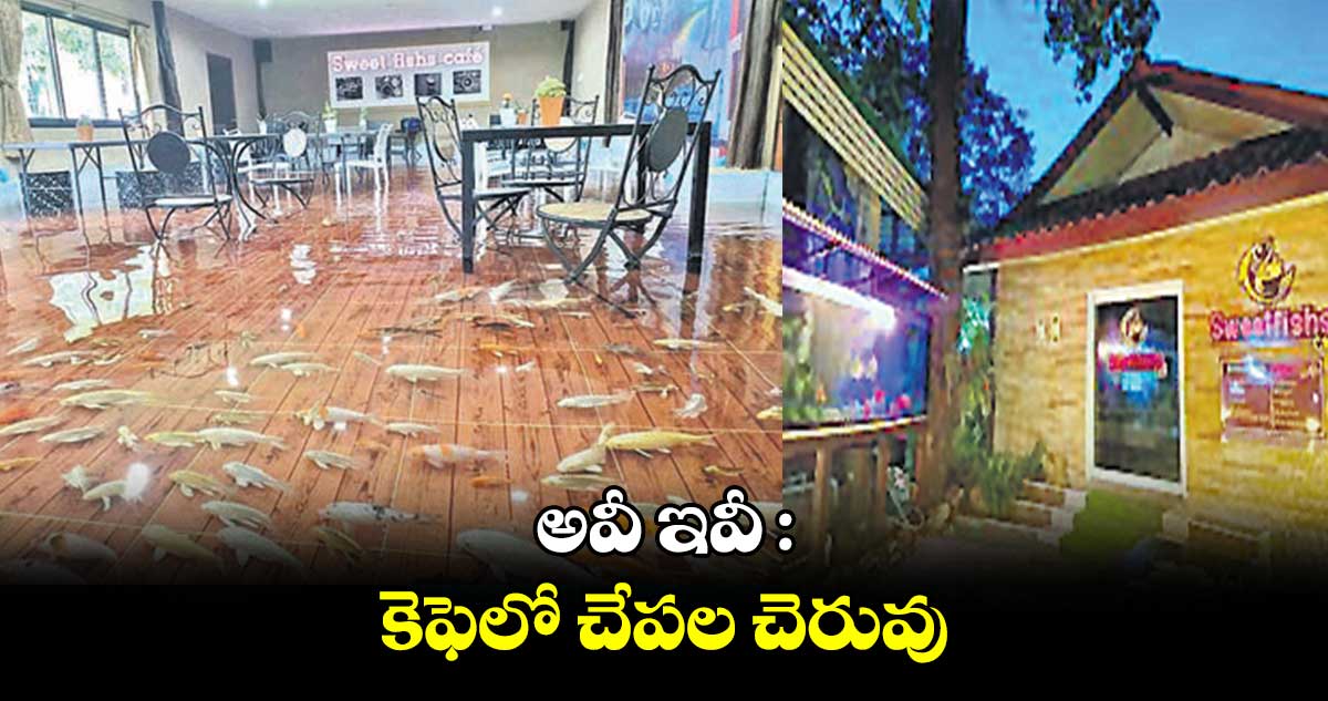 అవీ ఇవీ :  కెఫెలో చేపల చెరువు 