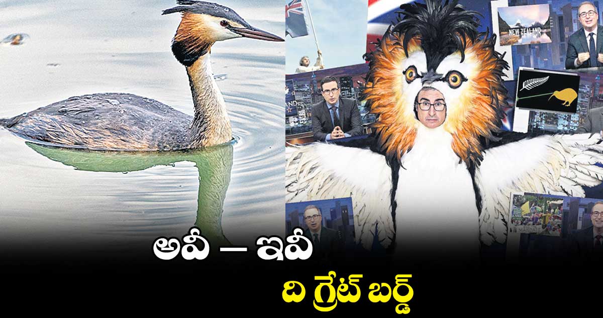 అవీ-‌‌ – ఇవీ : ది గ్రేట్ బర్డ్​