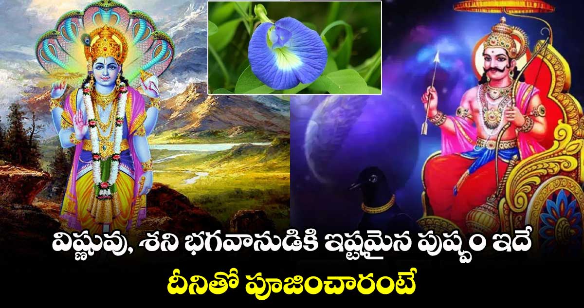 విష్ణువు, శని భగవానుడికి ఇష్టమైన పుష్పం ఇదే.. దీనితో పూజించారంటే,,, 