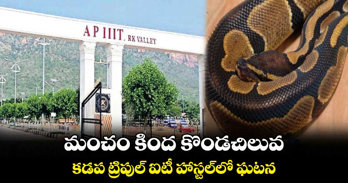 మంచం కింద కొండచిలువ: కడప ట్రిపుల్ ఐటీ హాస్టల్లో ఘటన