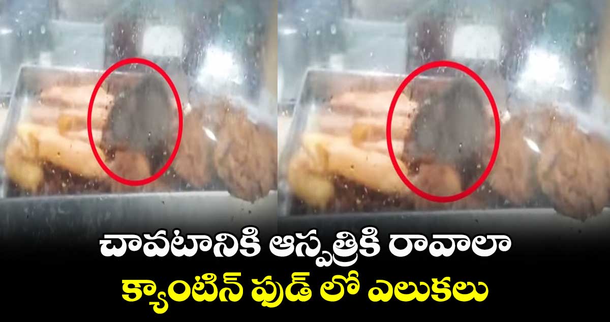 చావటానికి ఆస్పత్రికి రావాలా : క్యాంటిన్ ఫుడ్ లో ఎలుకలు