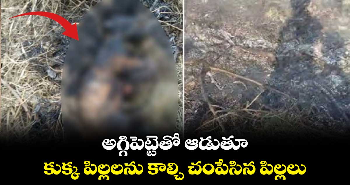 అగ్గిపెట్టెతో ఆడుతూ.. కుక్క పిల్లలను కాల్చి చంపేసిన పిల్లలు