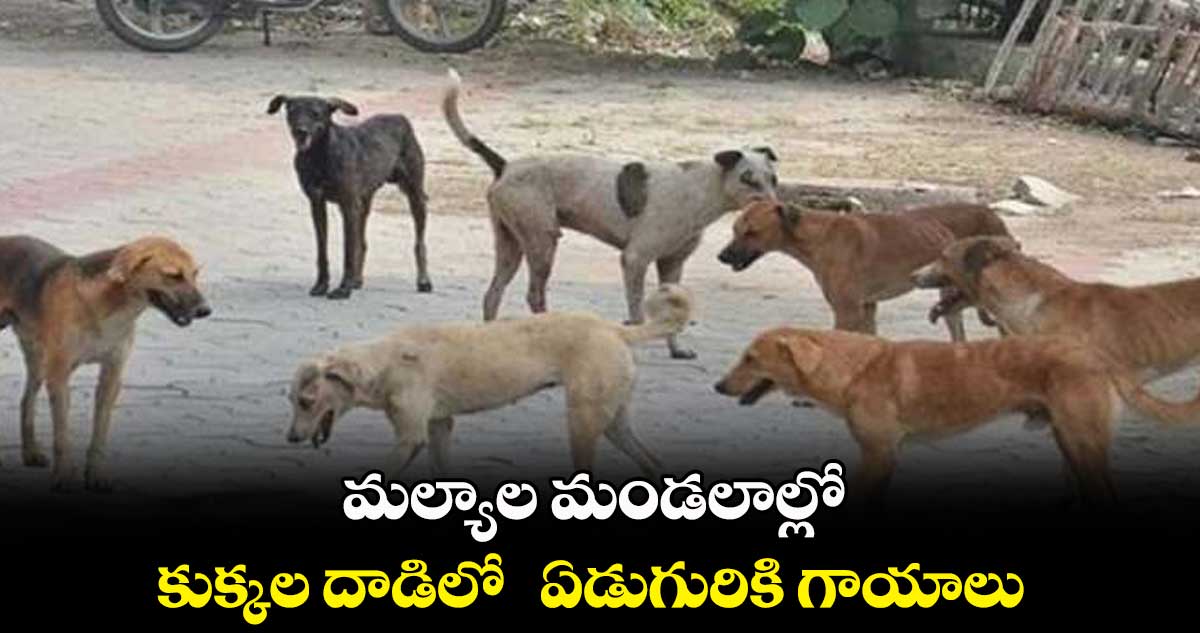 మల్యాల మండలాల్లో కుక్కల దాడిలో ఏడుగురికి గాయాలు