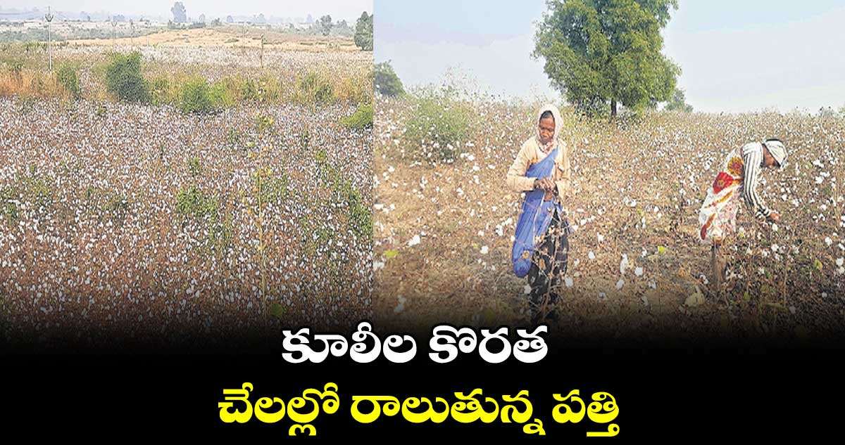 కూలీల కొరత.. చేలల్లో రాలుతున్న పత్తి
