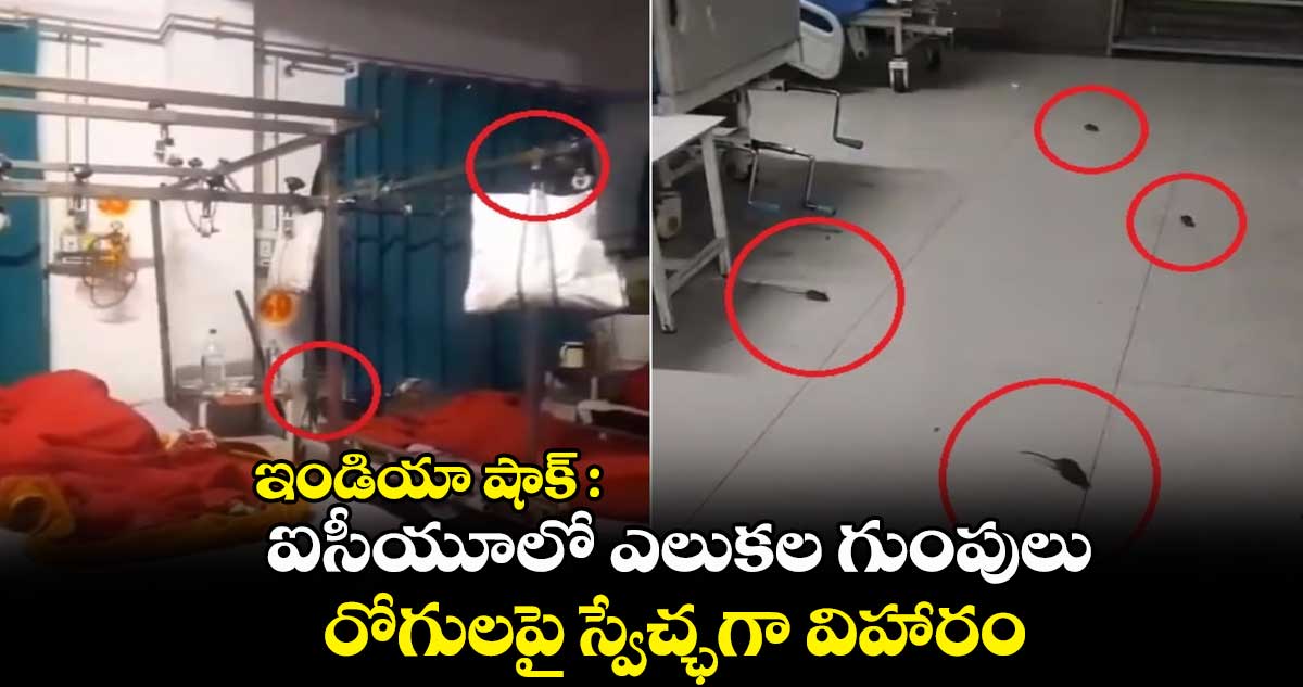 ఇండియా షాక్ : ఐసీయూలో ఎలుకల గుంపులు.. రోగులపై స్వేచ్ఛగా విహారం