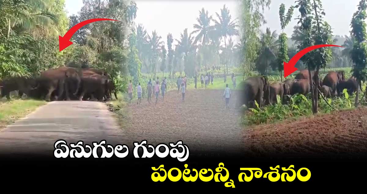 ఏనుగుల గుంపు.. పంటలన్నీ నాశనం