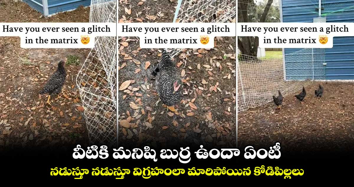 వీటికి మనిషి బుర్ర ఉందా ఏంటీ : నడుస్తూ నడుస్తూ విగ్రహంలా మారిపోయిన కోడిపిల్లలు