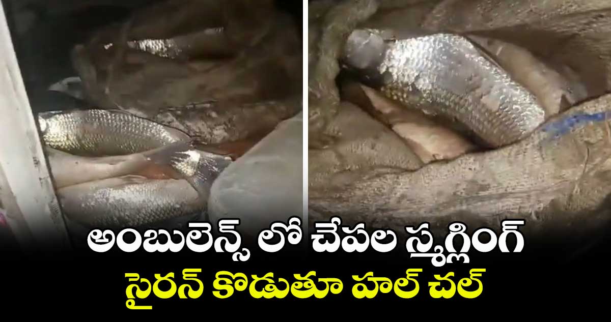 కేటుగాడు : అంబులెన్స్ లో చేపల స్మగ్లింగ్.. సైరన్ కొడుతూ హల్ చల్