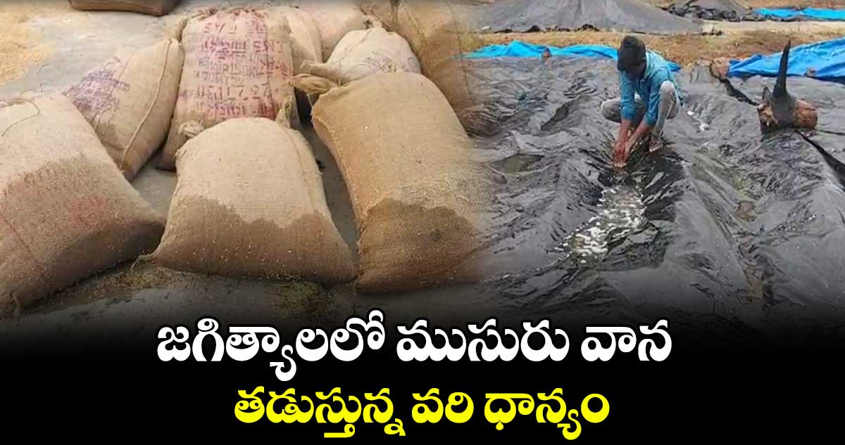 జగిత్యాలలో ముసురు వాన.. తడుస్తున్న వరి ధాన్యం