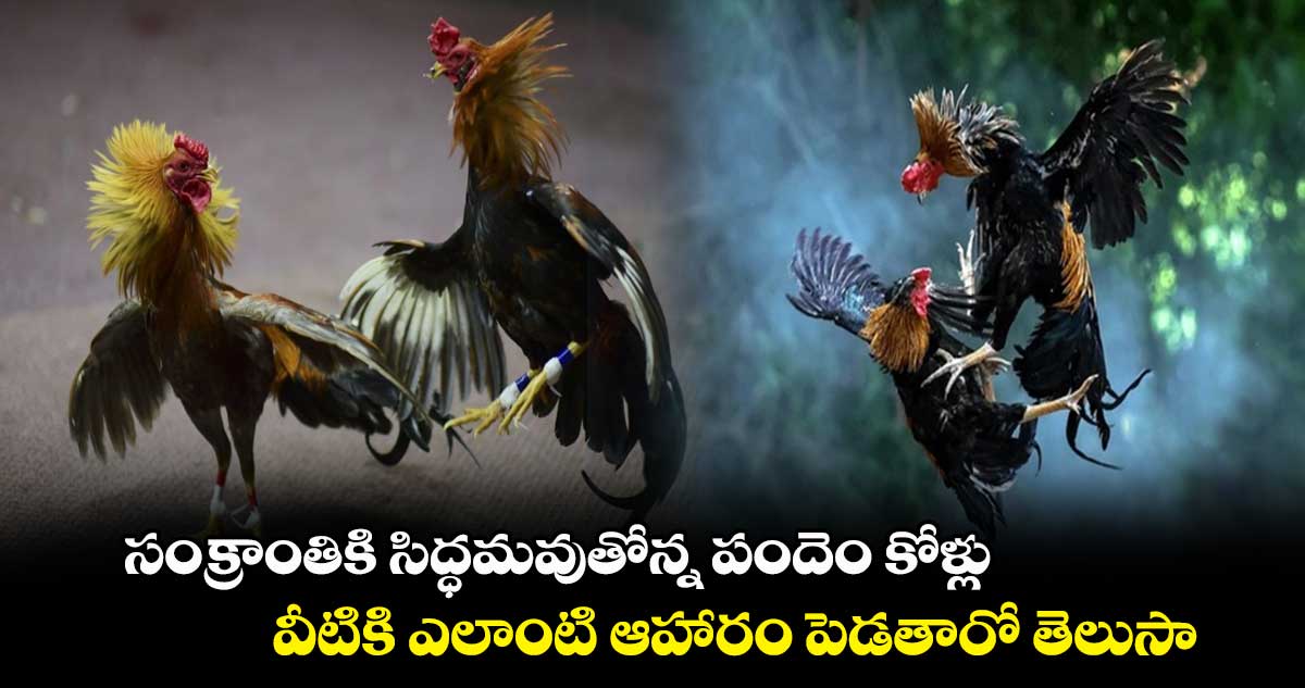 సంక్రాంతికి సిద్ధమవుతోన్న పందెం కోళ్లు... వీటికి ఎలాంటి ఆహారం పెడతారో తెలుసా...