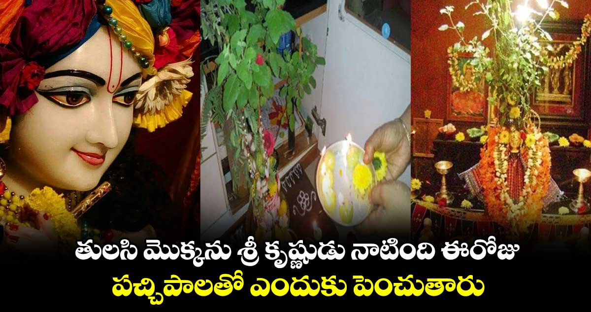 తులసి మొక్కను శ్రీ కృష్ణుడు నాటింది ఈరోజు.. పచ్చిపాలతో ఎందుకు పెంచుతారు