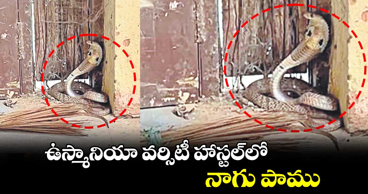 ఉస్మానియా వర్సిటీ హాస్టల్లో నాగు పాము