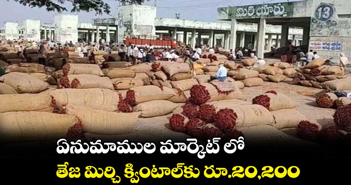 ఏనుమాముల మార్కెట్ లో తేజ మిర్చి క్వింటాల్​కు రూ.20,200