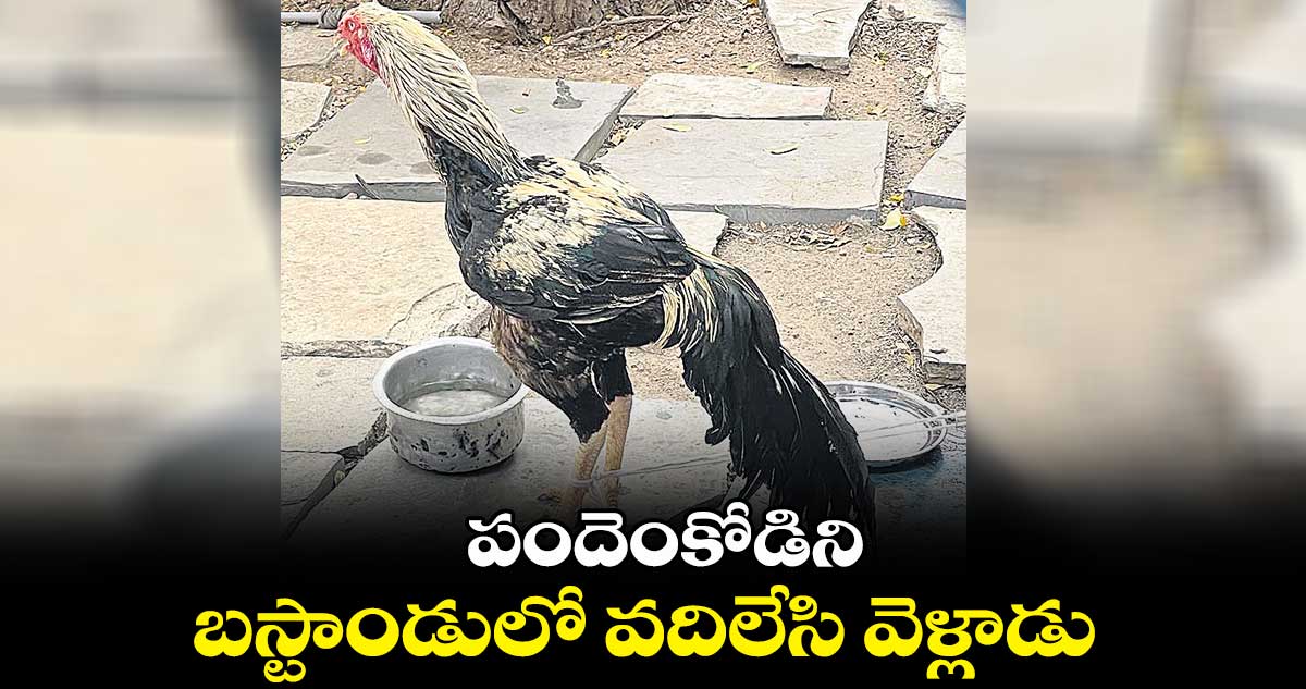 పందెంకోడిని బస్టాండులో వదిలేసి వెళ్లాడు