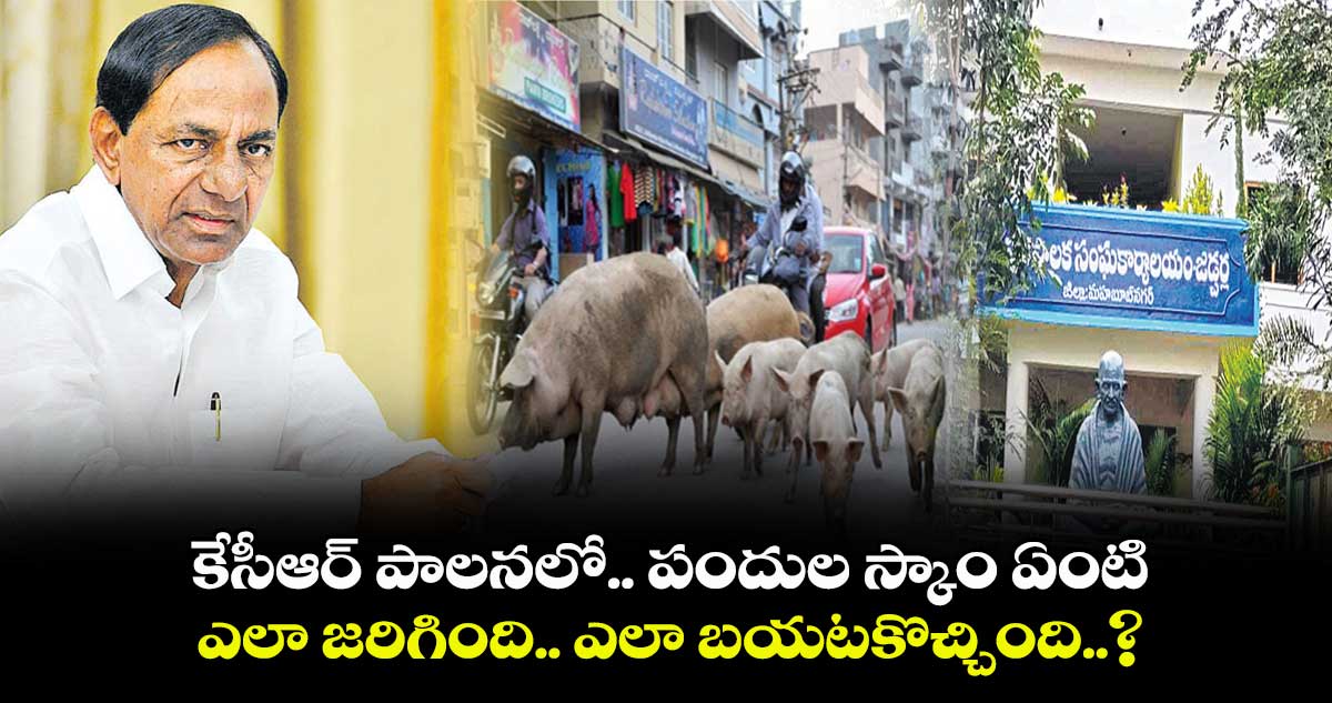 కేసీఆర్ పాలనలో.. పందుల స్కాం ఏంటీ.. ఎలా జరిగింది.. ఎలా బయటకొచ్చింది.. ?