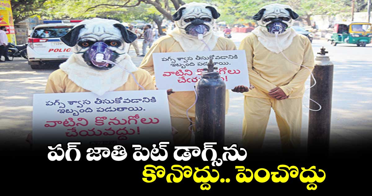 పగ్​ జాతి పెట్ డాగ్స్​ను కొనొద్దు.. పెంచొద్దు