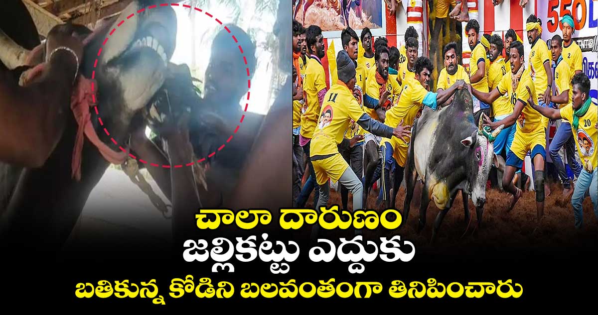 చాలా దారుణం : జల్లికట్టు ఎద్దుకు.. బతికున్న కోడిని బలవంతంగా తినిపించారు
