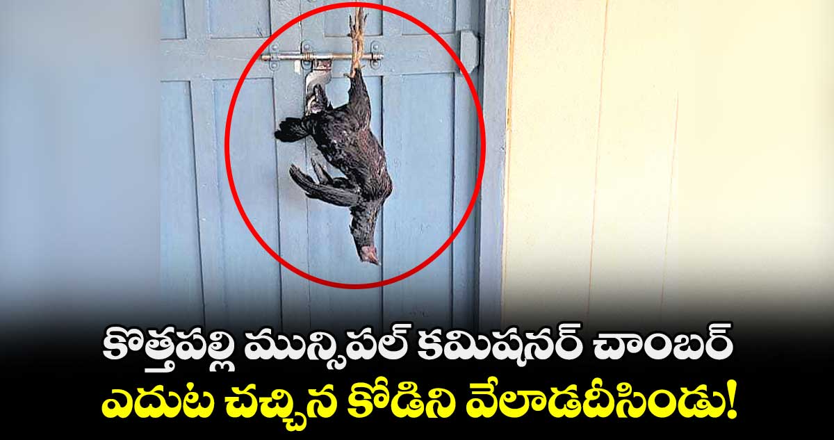 కొత్తపల్లి మున్సిపల్​ కమిషనర్​ చాంబర్ ​ఎదుట చచ్చిన కోడిని వేలాడదీసిండు!
