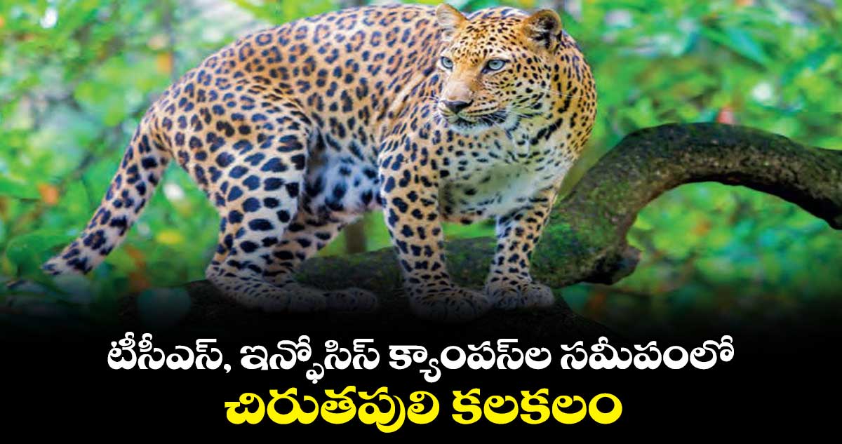 టీసీఎస్, ఇన్ఫోసిస్ క్యాంపస్‌ల సమీపంలో.. చిరుతపులి కలకలం 