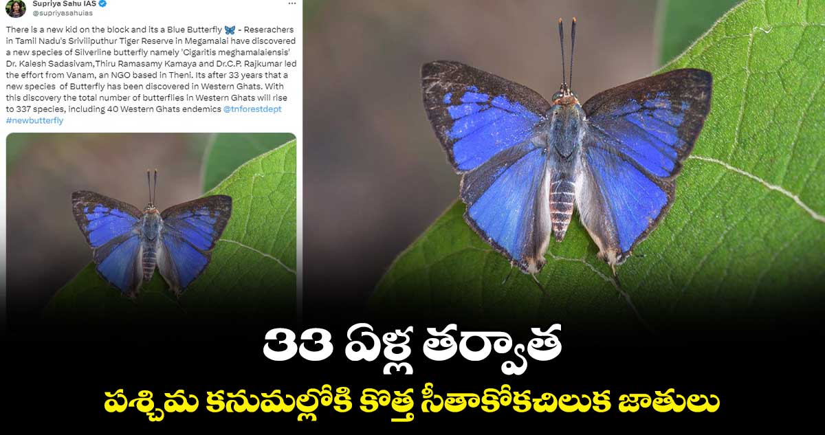 33 ఏళ్ల తర్వాత.. పశ్చిమ కనుమల్లోకి కొత్త సీతాకోకచిలుక జాతులు