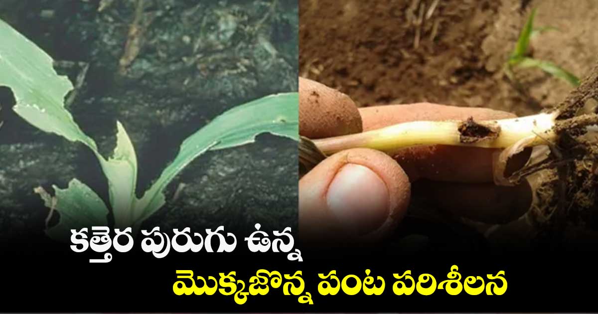 కత్తెర పురుగు ఉన్న మొక్కజొన్న పంట పరిశీలన 