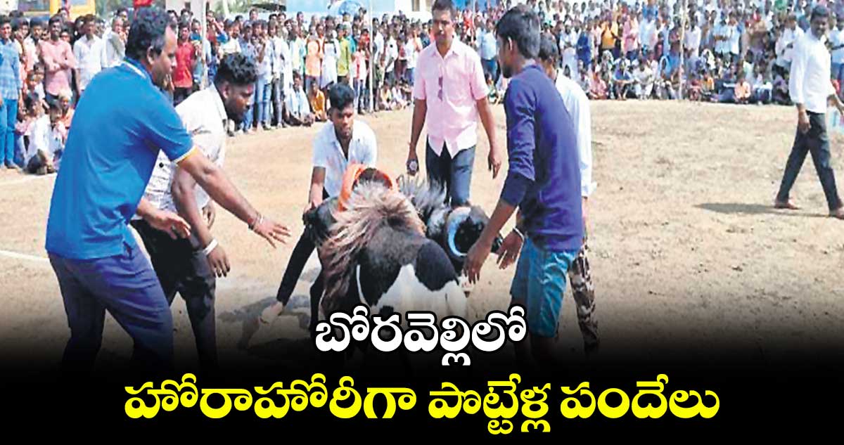 బోరవెల్లిలో హోరాహోరీగా పొట్టేళ్ల పందేలు 