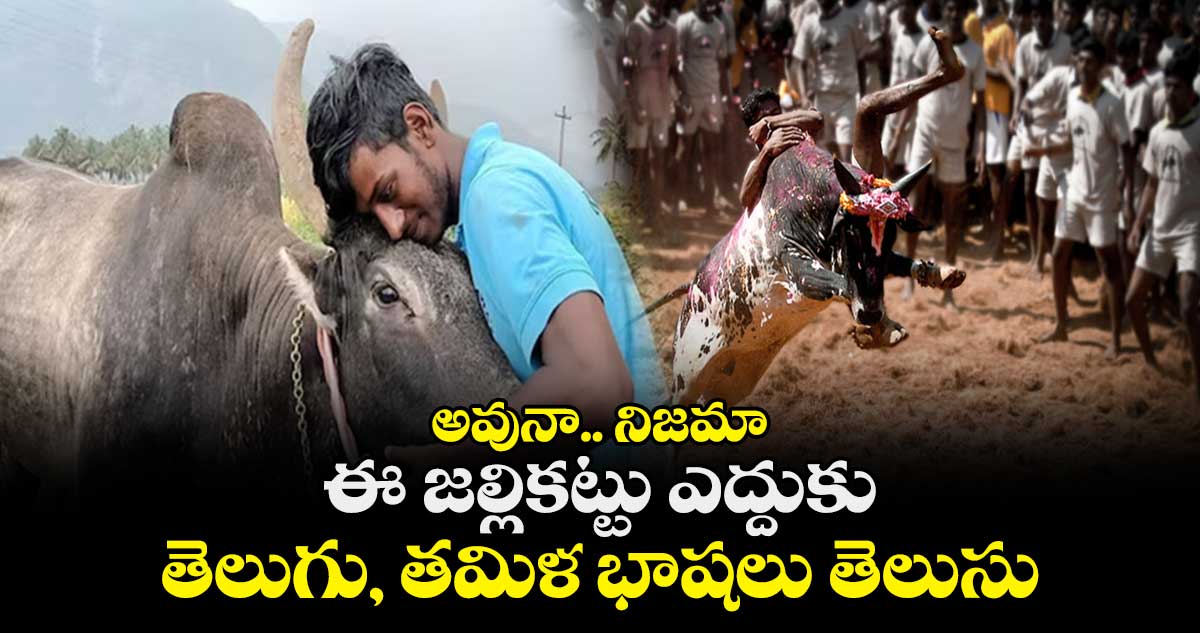 అవునా.. నిజమా : ఈ జల్లికట్టు ఎద్దుకు తెలుగు, తమిళ భాషలు తెలుసు