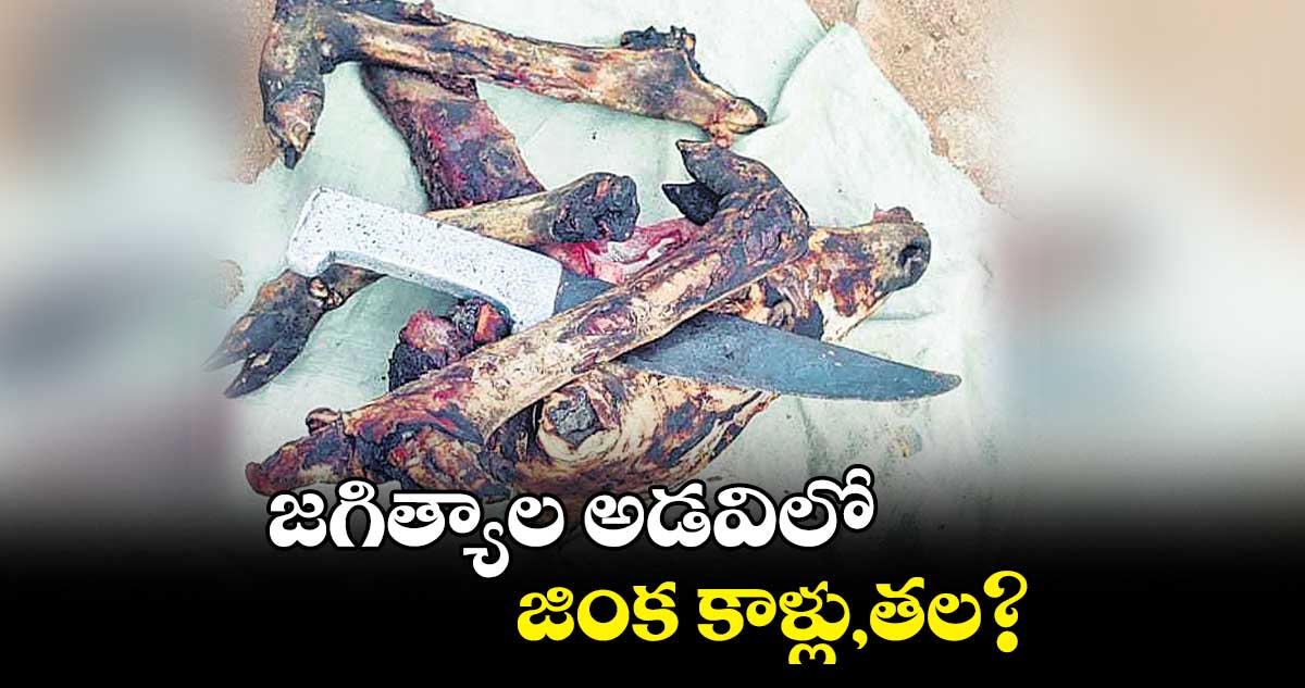 జగిత్యాల అడవిలో జింక కాళ్లు,తల?