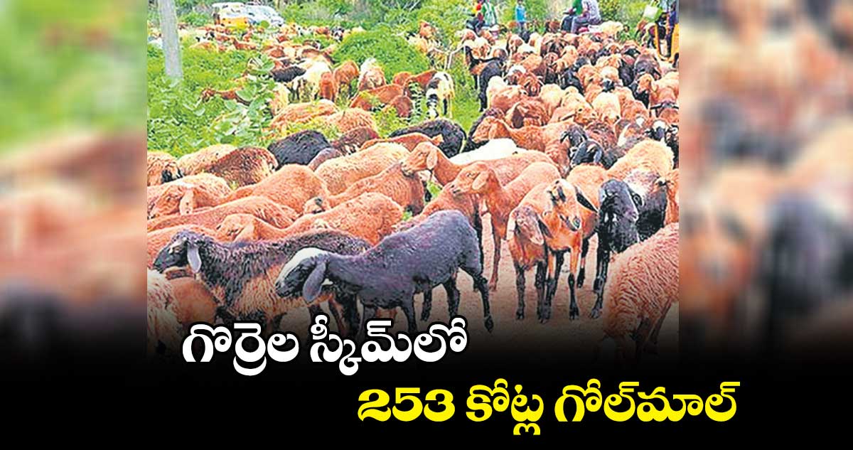 గొర్రెల స్కీమ్​లో 253 కోట్ల గోల్​మాల్​