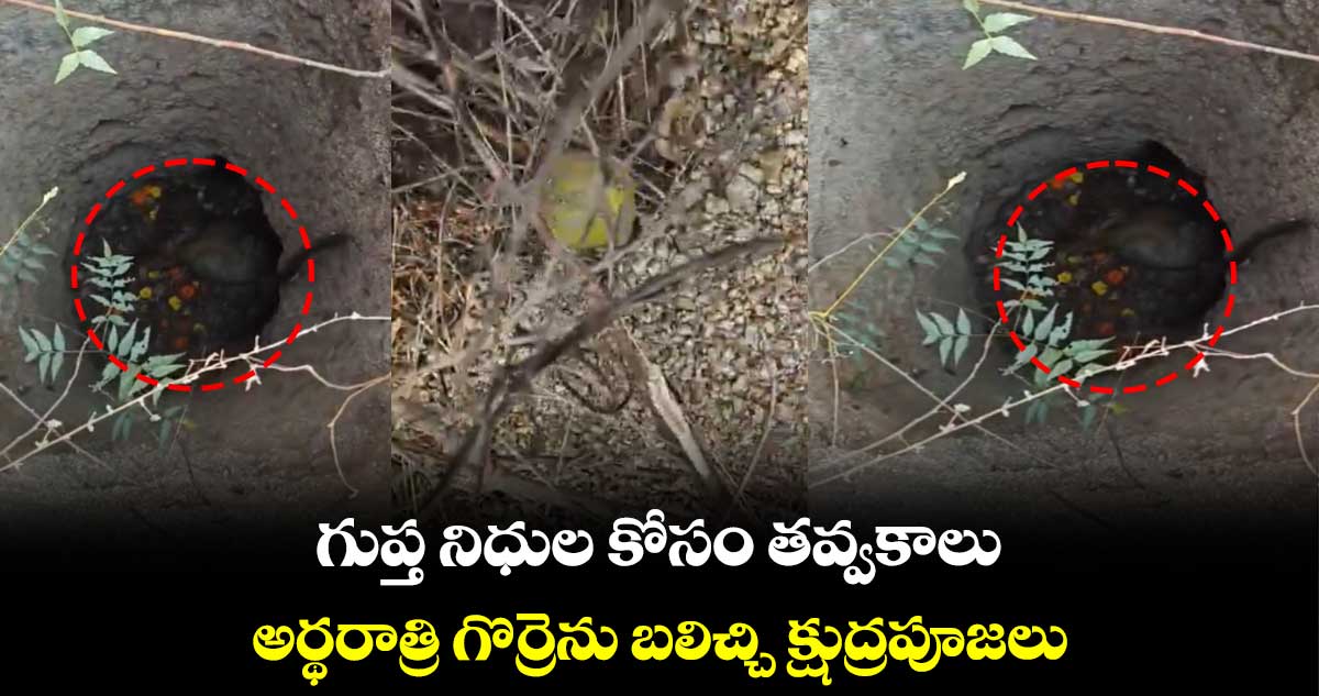 గుప్త నిధుల కోసం తవ్వకాలు.. అర్థరాత్రి గొర్రెను బలిచ్చి క్షుద్రపూజలు 