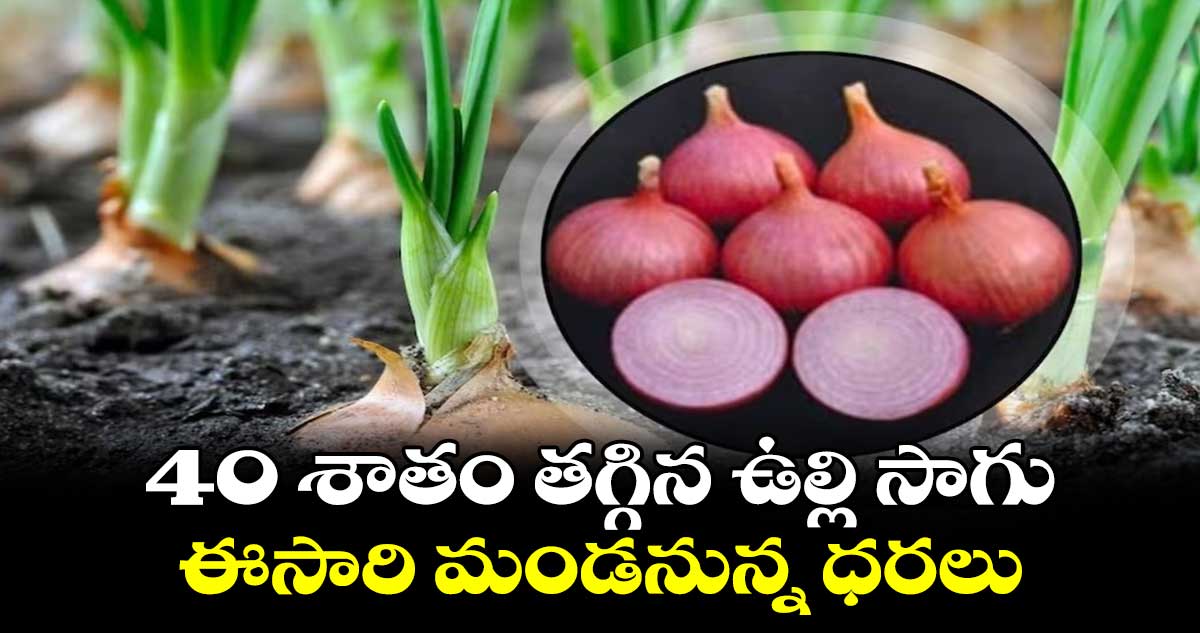 40 శాతం తగ్గిన ఉల్లి సాగు.. ఈసారి మండనున్న ధరలు