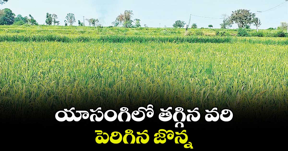 యాసంగిలో తగ్గిన వరి.. పెరిగిన జొన్న 	