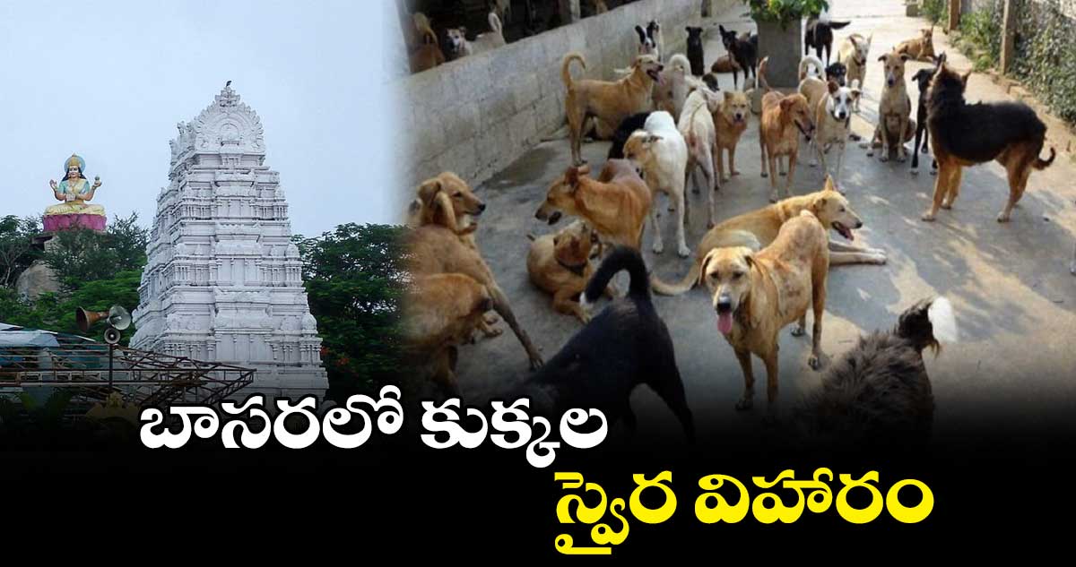 బాసరలో కుక్కల స్వైర విహారం