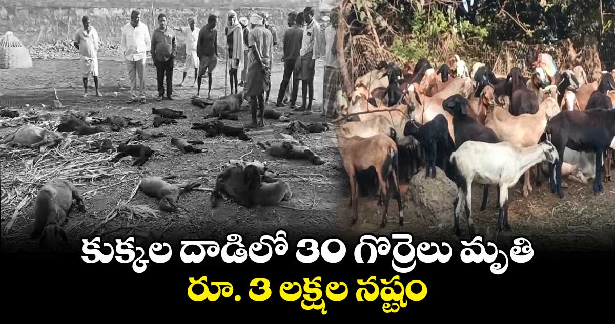 కుక్కల దాడిలో 30 గొర్రెలు మృతి.. రూ. 3 లక్షల నష్టం