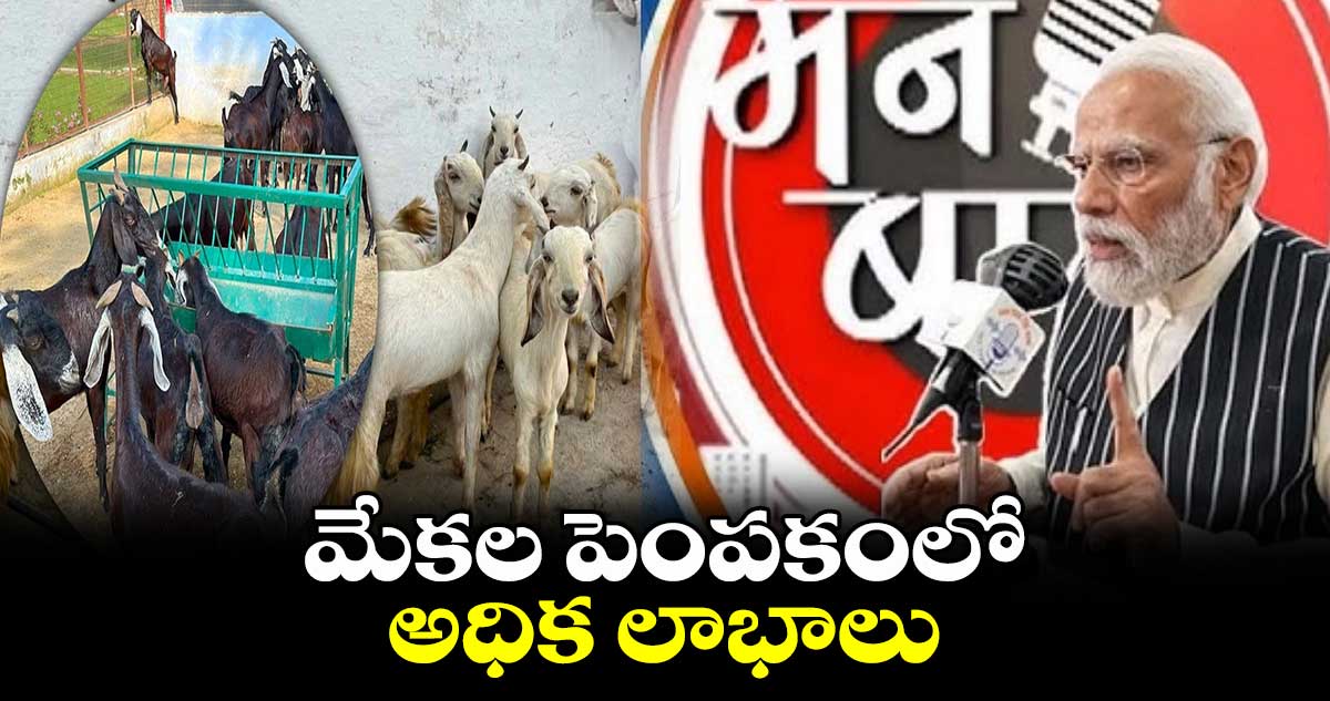 మేకల పెంపకంలో అధిక లాభాలు