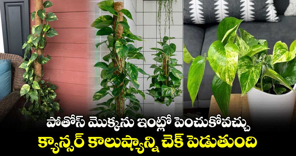 Good Health : పోతోస్ మొక్కను ఇంట్లో పెంచుకోవచ్చు.. క్యాన్సర్ కాలుష్యాన్ని చెక్ పెడుతుంది