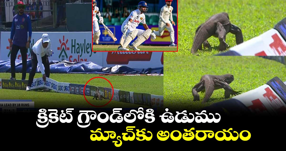 వీడియో: క్రికెట్ గ్రౌండ్‌లోకి ఉడుము.. మ్యాచ్‌కు అంతరాయం