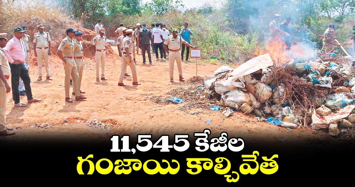 11,545 కేజీల గంజాయి కాల్చివేత