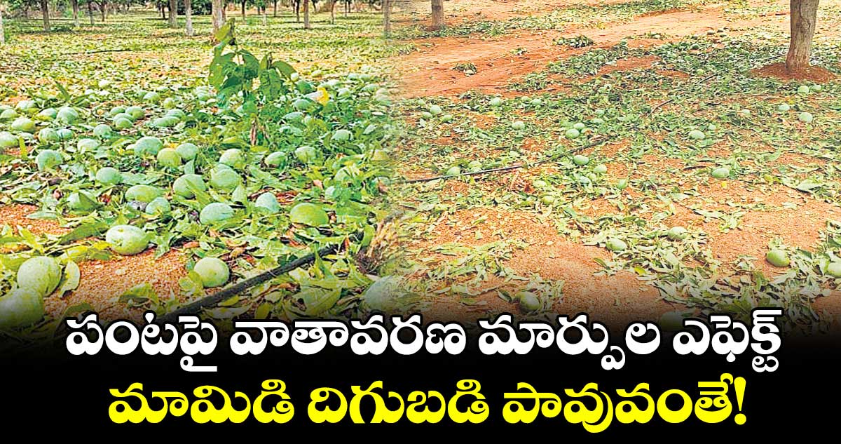పంటపై వాతావరణ మార్పుల ఎఫెక్ట్.. మామిడి దిగుబడి పావువంతే!