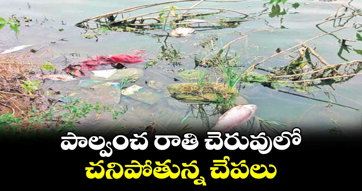 పాల్వంచ రాతి  చెరువులో చనిపోతున్న చేపలు