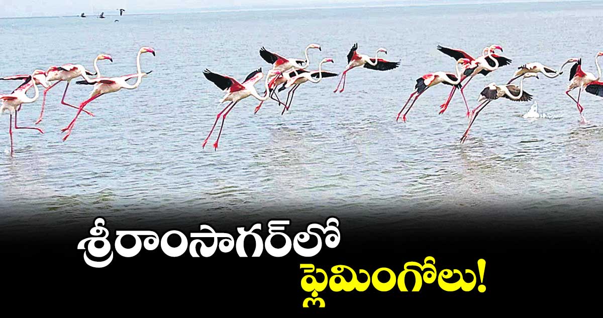 శ్రీరాంసాగర్లో ఫ్లెమింగోలు!