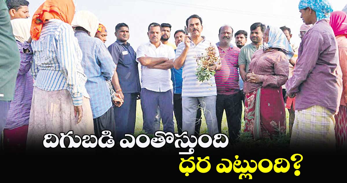 దిగుబడి ఎంతొస్తుంది.. ధర ఎట్లుంది ?