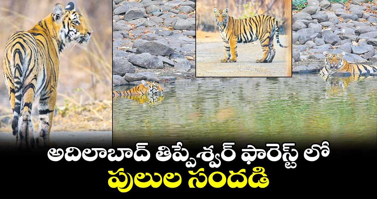అదిలాబాద్ తిప్పేశ్వర్ ఫారెస్ట్ లో పులుల సందడి
